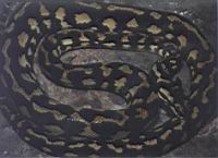 Serpent (Photo F. Mrugala) (2)